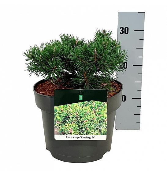 Pinus mugo Klostergrün C4 Lit. 15-20 cm