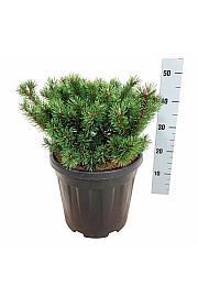 Pinus mugo Klostergrün C15 Lit. 30-40 cm