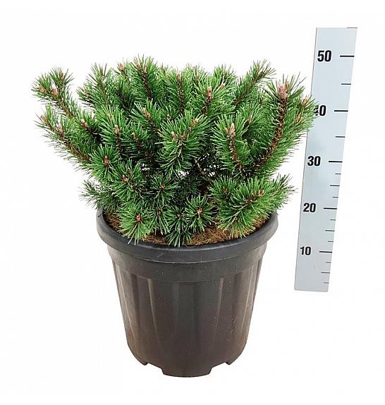 Pinus mugo Klostergrün C15 Lit. 30-40 cm
