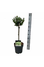 Pinus mugo Klostergrün C5 Lit. Na steblu 40 cm