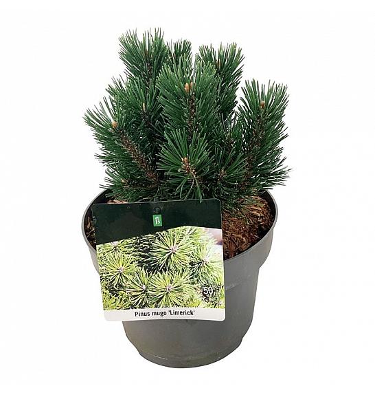 Pinus mugo Limerick C4 Lit. 15-20 cm
