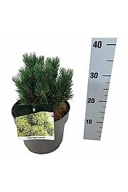 Pinus mugo Limerick C4 Lit. 15-20 cm