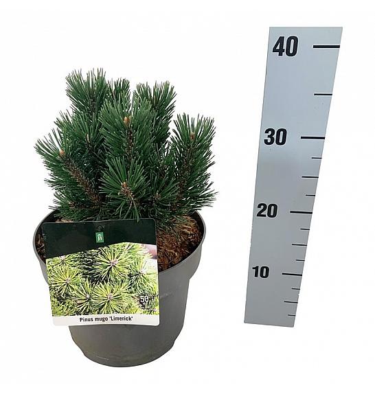 Pinus mugo Limerick C4 Lit. 15-20 cm