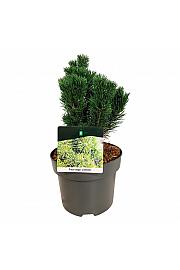Pinus mugo Limerick C4 Lit. 20-25 cm