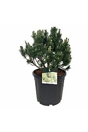 Pinus mugo Limerick C30 Lit. 40-50 cm extra
