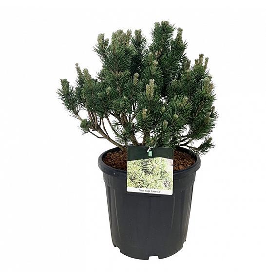 Pinus mugo Limerick C30 Lit. 40-50 cm extra