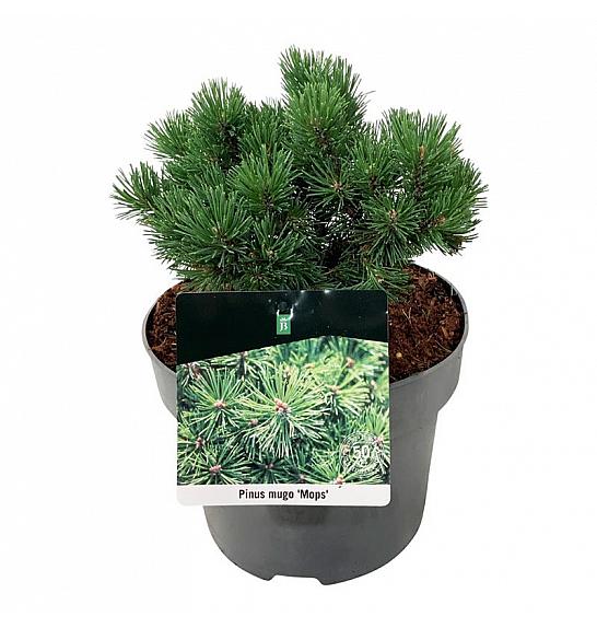 Pinus mugo Mops C4 Lit. 15-20 cm
