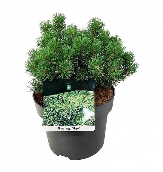 Pinus mugo Mops C4 Lit. 20-25 cm