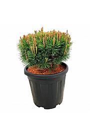 Pinus mugo Mops C15 Lit. 30-40 cm