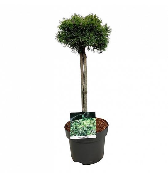 Pinus mugo Mops C5 Lit. Na steblu 40 cm