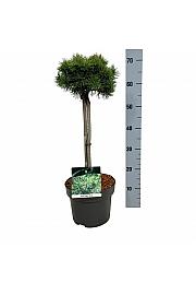 Pinus mugo Mops C5 Lit. Na steblu 40 cm