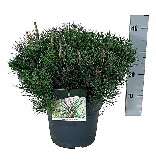 Pinus mugo mugo C7 Lit. 40-50 cm