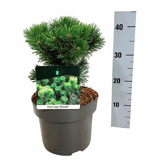 Pinus mugo Mumpitz C4 Lit. 20-25 cm