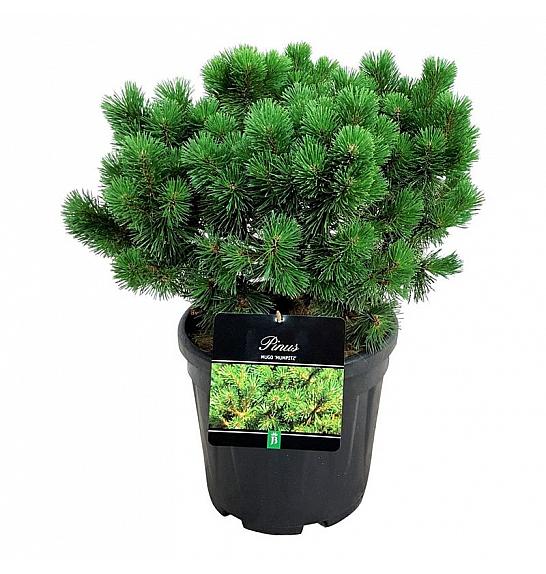Pinus mugo Mumpitz C15 Lit. 40-50 cm