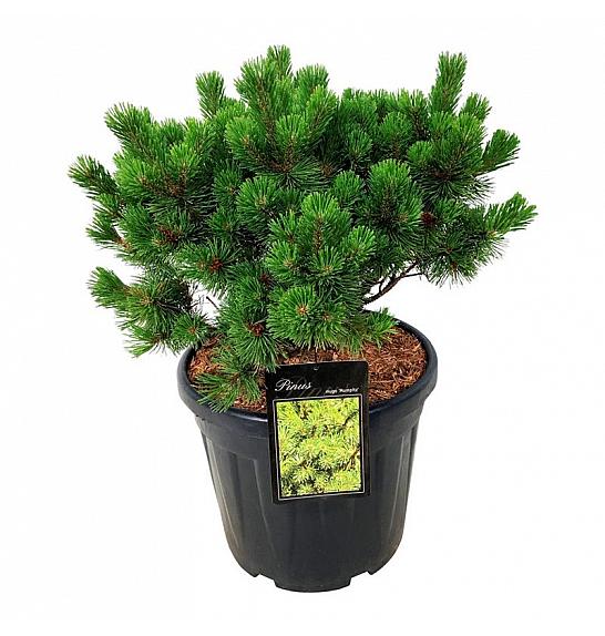 Pinus mugo Mumpitz C30 Lit. 40-50 cm extra