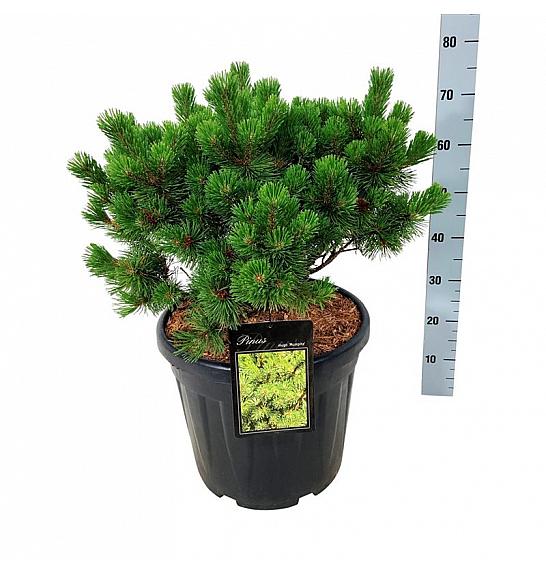 Pinus mugo Mumpitz C30 Lit. 40-50 cm extra