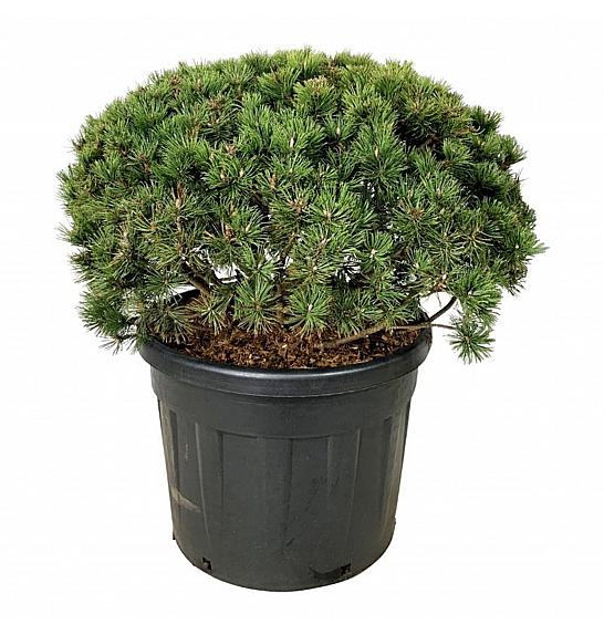Pinus mugo Mumpitz C110 Lit. 80-100 cm; Soliter