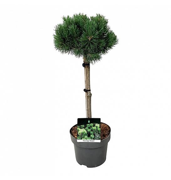 Pinus mugo Mumpitz C5 Lit. Na steblu 40 cm