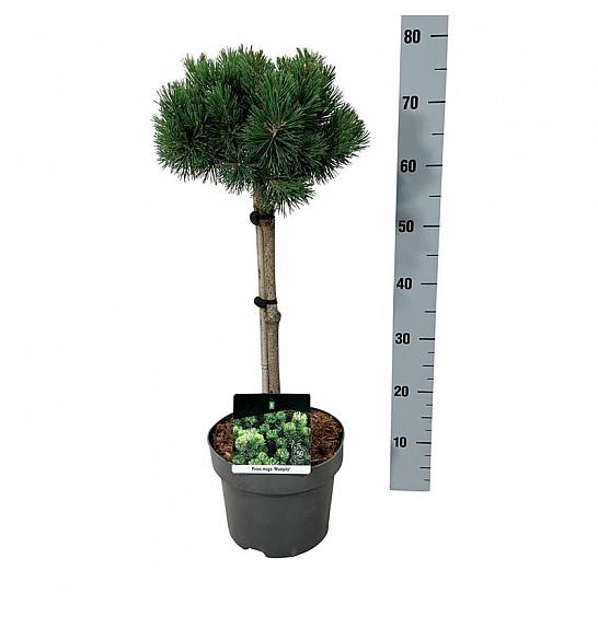 Pinus mugo Mumpitz C5 Lit. Na steblu 40 cm