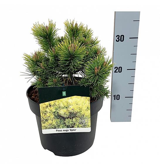 Pinus mugo Ophir C4 Lit. 15-20 cm