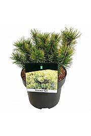Pinus mugo Ophir C4 Lit. 20-25 cm