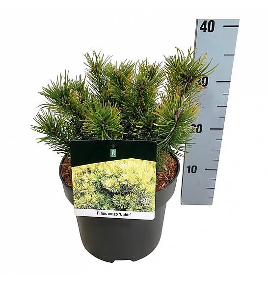 Pinus mugo Ophir C4 Lit. 20-25 cm