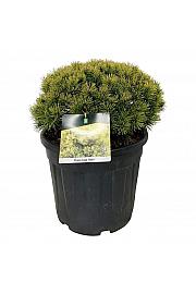 Pinus mugo Ophir C30 Lit. 40-50 cm extra