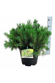 Pinus mugo pumilio C15 Lit. 50-60 cm