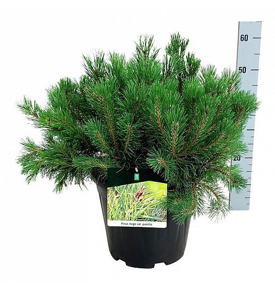 Pinus mugo pumilio C15 Lit. 50-60 cm