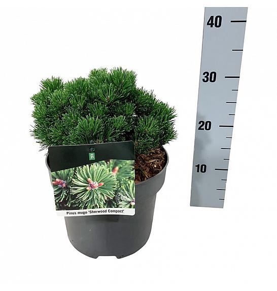 Pinus mugo Sherwood Compact C4 Lit. 15-20 cm