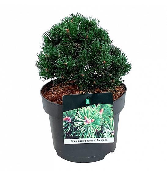 Pinus mugo Sherwood Compact C4 Lit. 20-25 cm