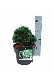 Pinus mugo Sherwood Compact C4 Lit. 20-25 cm