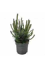 Pinus mugo uncinata C7,5 Lit. 40-50 cm