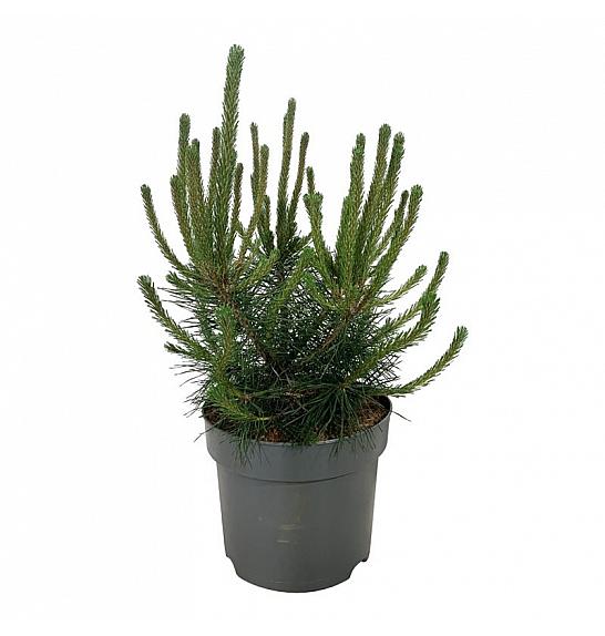 Pinus mugo uncinata C7,5 Lit. 40-50 cm