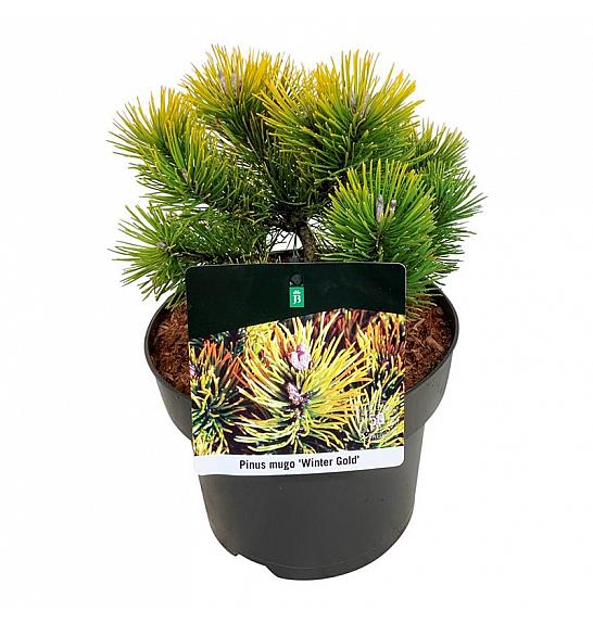Pinus mugo Winter Gold C4 Lit. 15-20 cm
