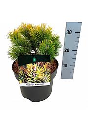 Pinus mugo Winter Gold C4 Lit. 15-20 cm