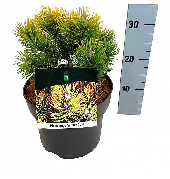 Pinus mugo Winter Gold C4 Lit. 15-20 cm
