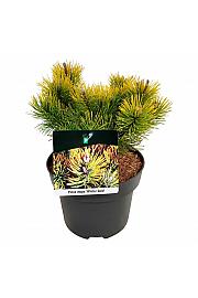 Pinus mugo Winter Gold C4 Lit. 20-25 cm