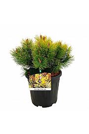 Pinus mugo Winter Gold C15 Lit. 30-40 cm
