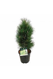 Pinus nigra Green Tower C15 Lit. 60-80 cm