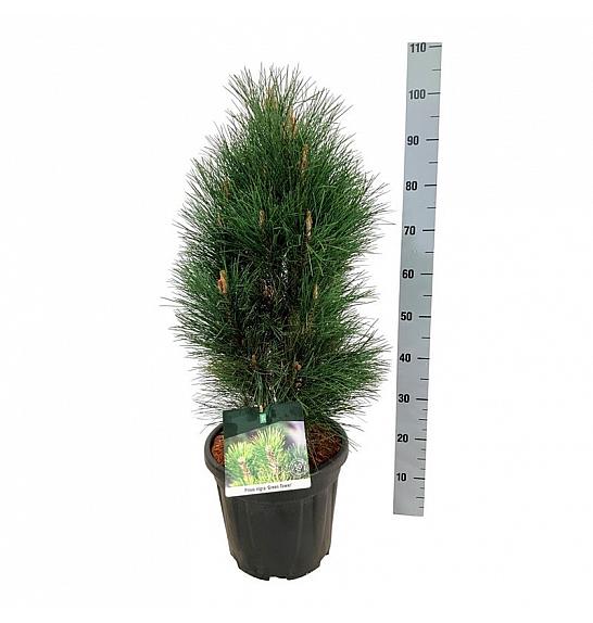 Pinus nigra Green Tower C15 Lit. 60-80 cm