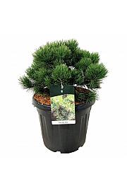Pinus nigra Nana C30 Lit. 40-50 cm extra