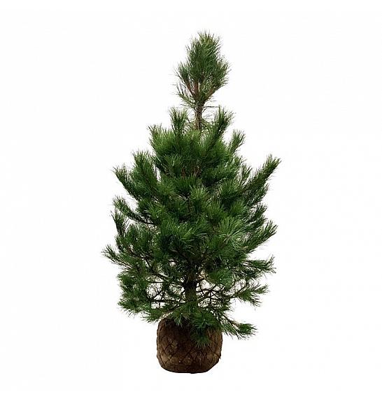 Pinus nigra nigra bala 150-175 cm extra