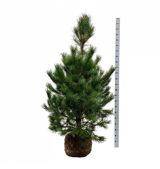 Pinus nigra nigra bala 150-175 cm extra