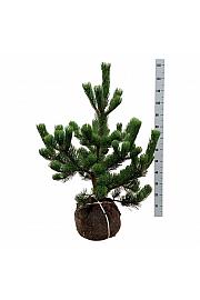 Pinus nigra Oregon Green bala 100-125 cm extra