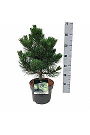 Pinus nigra Oregon Green C4 Lit. 30-40 cm