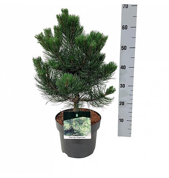 Pinus nigra Oregon Green C4 Lit. 30-40 cm