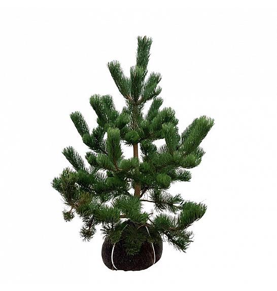 Pinus nigra Oregon Green bala 80-100 cm extra