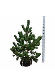 Pinus nigra Oregon Green bala 80-100 cm extra