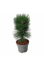 Pinus nigra Pyramidalis C4 Lit. 40-50 cm